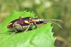 Mecynodera