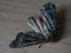 Amphipyra pyramidea