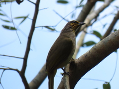 Pycnonotus finlaysoni