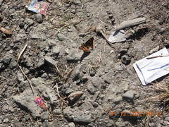 Aglais caschmirensis