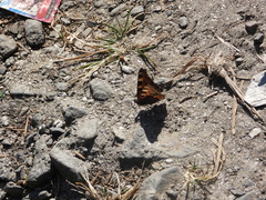 Aglais caschmirensis