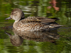 Anas crecca crecca