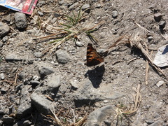 Aglais caschmirensis