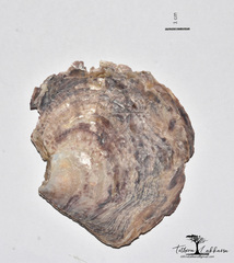 Isognomon