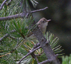 Acrocephalus dumetorum