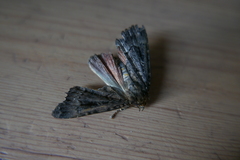 Amphipyra pyramidea