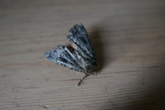 Amphipyra pyramidea