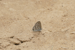 Leptotes