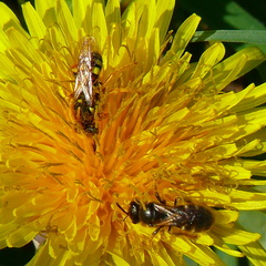 Nomada fucata