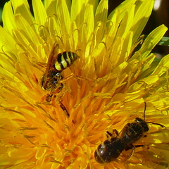 Nomada fucata