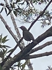 Mimus saturninus