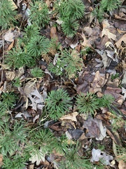 Dendrolycopodium