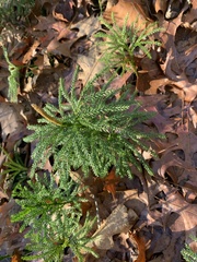 Dendrolycopodium