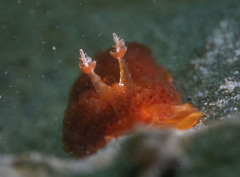 Madrella ferruginosa