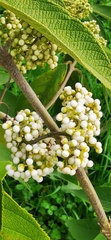 Callicarpa bodinieri