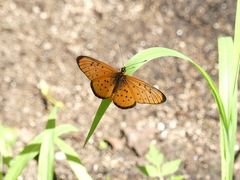 Acraea oncaea