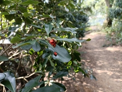 Pittosporum illicioides