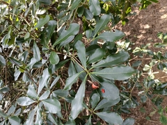 Pittosporum illicioides