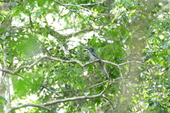 Horizocerus hartlaubi