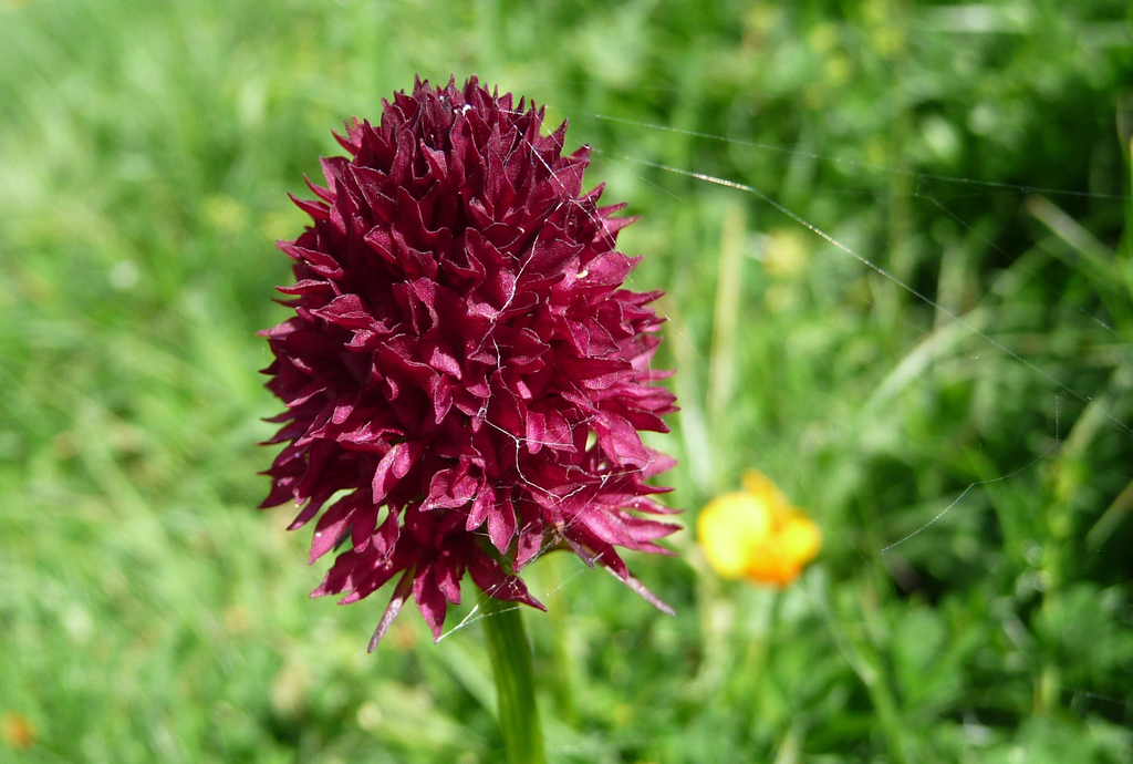 Gymnadenia gabasiana