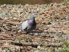 Columba livia domestica