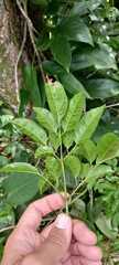 Cissus paullinifolia