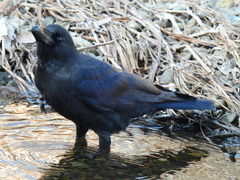 Corvus macrorhynchos