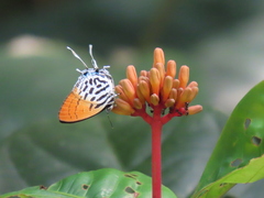Drupadia ravindra