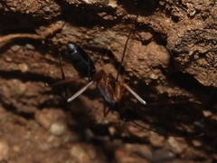 Camponotus etiolipes