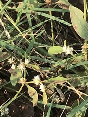 Alternanthera ficoidea