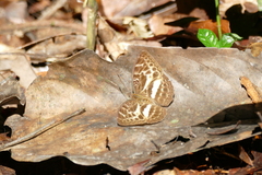 Euriphene