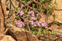Thymus seravschanicus