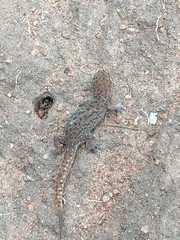 Pachydactylus punctatus