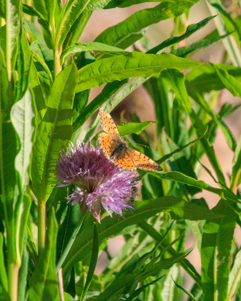Boloria erubescens