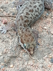 Pachydactylus punctatus