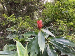 Costus pulverulentus