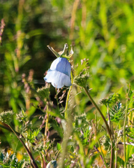 Codonopsis clematidea