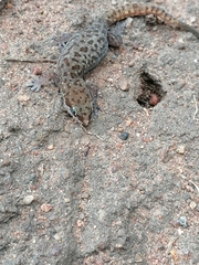 Pachydactylus punctatus