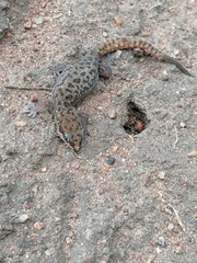 Pachydactylus punctatus