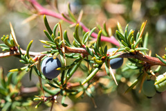 Berberis empetrifolia
