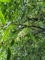 Ixerba brexioides