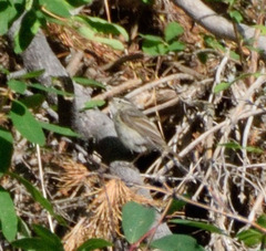 Phylloscopus humei
