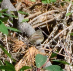 Phylloscopus humei