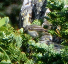 Phylloscopus humei