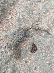 Pachydactylus punctatus