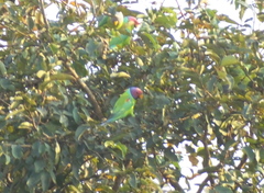 Psittacula cyanocephala