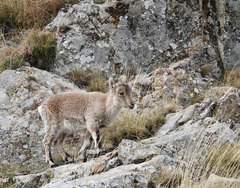 Capra pyrenaica victoriae