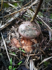 Myriostoma coliforme