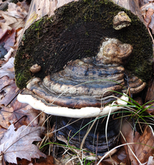 Fomitopsis