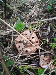 Myriostoma coliforme
